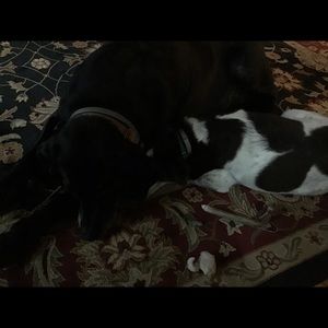 Meet your Posher, Janet